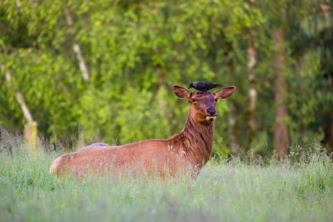 A female wapiti (Cervus canadensis) rests in a green meadow in the early morning. A western jackdaw