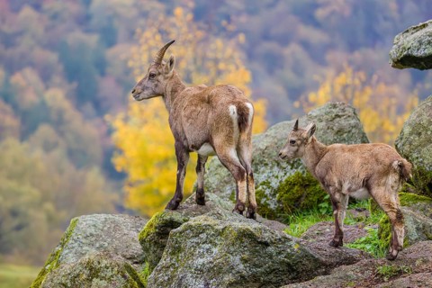An adult female ibex (Capra ibex) stands on a rock with one of her young. A forest in autumn colors