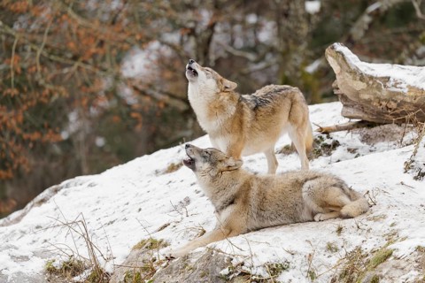 A young grey she-wolf (Canis lupus lupus) lies howling in a snow-covered meadow on a cold, cloudy