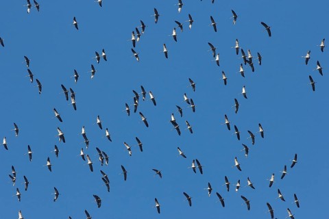 Cranes (Grus grus) in flight, North Rhine-Westphalia, Germany, Europe