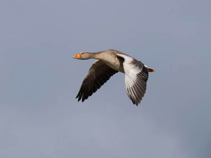 Graugans (Anser anser), zwei Vögel im Flug, über dem Naturschutzgebiet Mokbaai, auf der Insel
