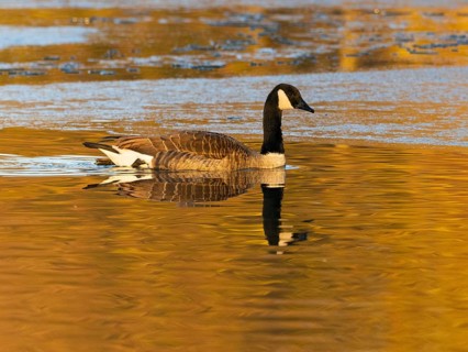 Canada goose (Branta canadensis), adult bird, swimming across a partially frozen lake with its