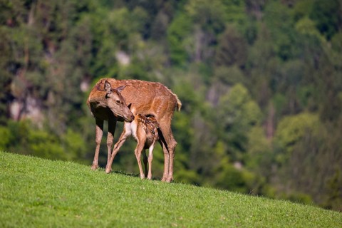 One red deer doe (Cervus elaphus) stands on a meadow and suckles her fawn. A forest in the distant