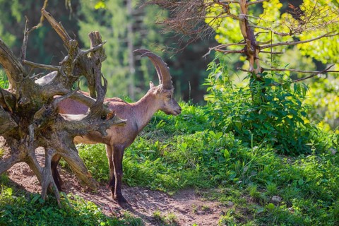 A male ibex (Capra ibex) stands on a hill at the edge of the forest in soft backlighting. A forest