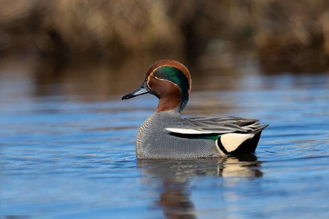 Teal, Creeping Teal or Quail Duck (Anas crecca), Sweden, Europe