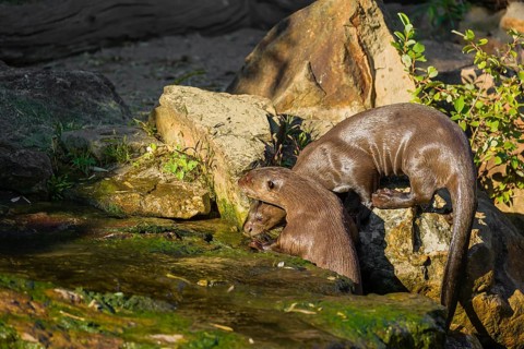 Two giant otter or giant river otter (Pteronura brasiliensis) climb out of the river onto a mossy