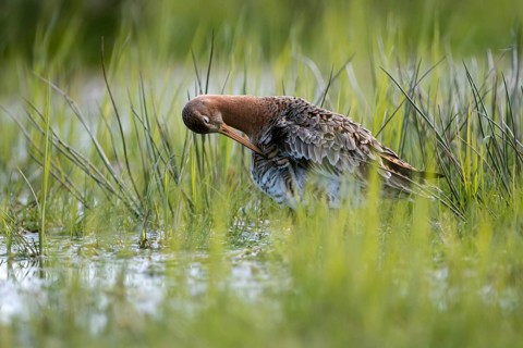 Black-tailed godwit (Limosa limosa), preening itself, plumage care, in a wet meadow, backlit,