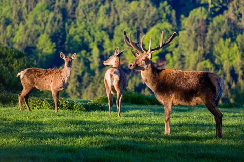 One male Altai maral, Altai wapiti or Altai elk (Cervus canadensis sibiricus) stands on a meadow