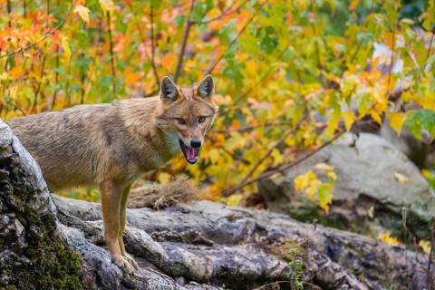 One golden jackal (Canis aureus) stands on a fallen tree trunk. Behind him is a tree in intense