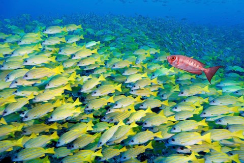 School of fish Blue-striped snapper (Lutjanus kasmira), Indo-Pacific bigeye perch, (Priacanthus