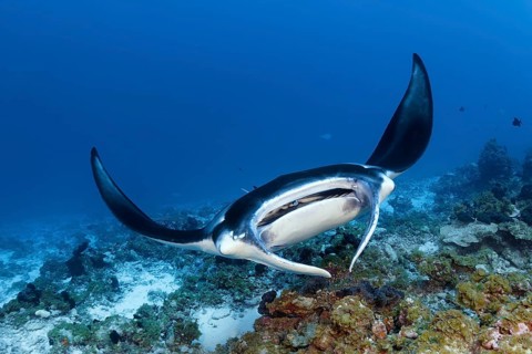 Reef Manta (Manta alfredi), from front, frontal, swimming on coral reef above cleaning station,