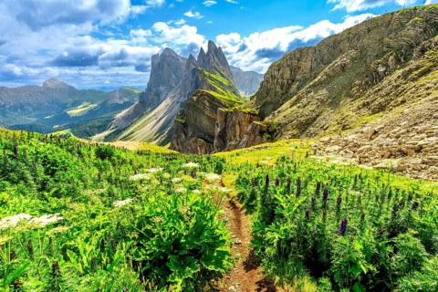 Scenic hiking path amidst lush wildflowers, leading towards the impressive seceda peaks in the