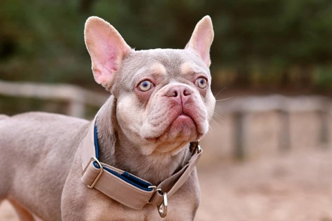 New Shade Isabella orange Tan colored French Bulldog with wide dog pull stop collar