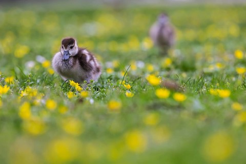 Chicks of the Nile Goose (Alopochen aegyptiaca) freshly hatched, park in spring with spring flowers