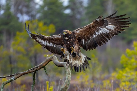 European golden eagle (Aquila chrysaetos chrysaetos) landing on branch with spread wings in