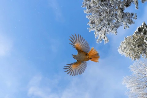 Siberian jay (Perisoreus infaustus, Corvus infaustus) flying among spruce trees in snow covered