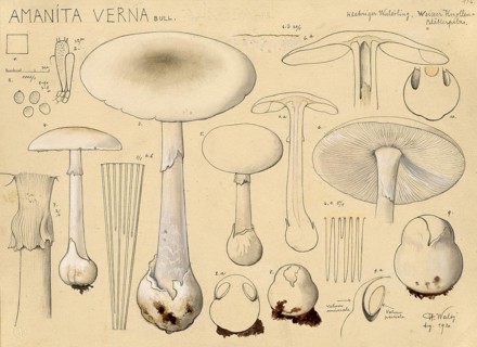 Mushroom, Mushrooms, Spring Button mushroom, Amanita verna, syn. Amanita decipiens, Amanita verna