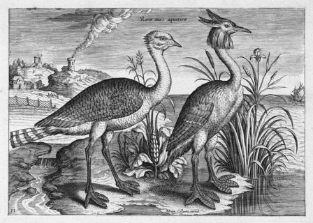 Waterfowl, copperplate engraving by Adriaen Collaert, from Avium Vivae Icones, the series of birds,