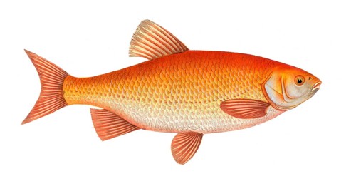 Fish, Fish, Genus of carp fish, Cyprinus orfus, Orfe, The Orf, Historical, digitally restored