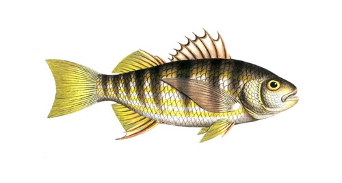 Fish, fish, genus of the umber family, Sciaena plumieri, striped umber, Plumier's umber,