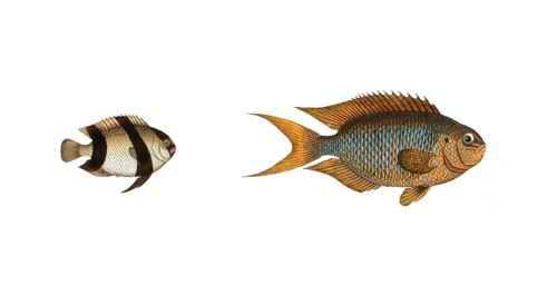 Fish, fishes, left: Genus butterflyfish, butterflyfish, Chaetodon aruanus, the Schwartzkopf. right: