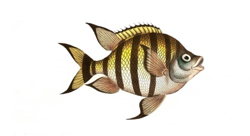 Fish, Fishes, Genus Butterflyfish, Butterflyfish, Chaetodon marginatus, the bordered clifffish,