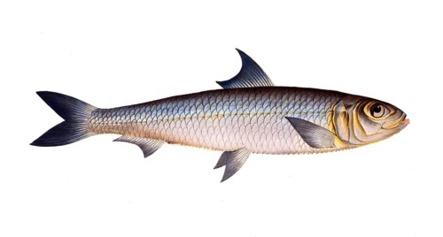 Fish, Fish, Fish genus Herring, Clupea pilchardus, Sardina pilchardus, Atlantic or European