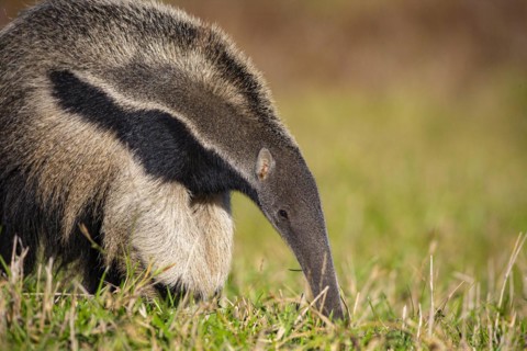 Giant anteater (Myrmecophaga tridactyla) Pantanal Brazil