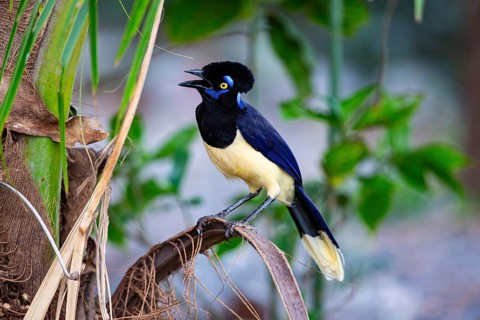 Plush-crested jay (Cyanocorax chrysops) Pantanal Brazil