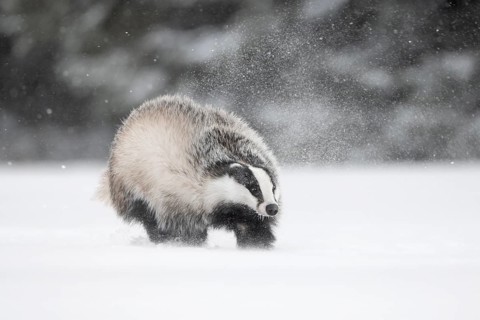 Badger in the snow, Wittlich, Rhineland-Palatinate, Germany, Europe