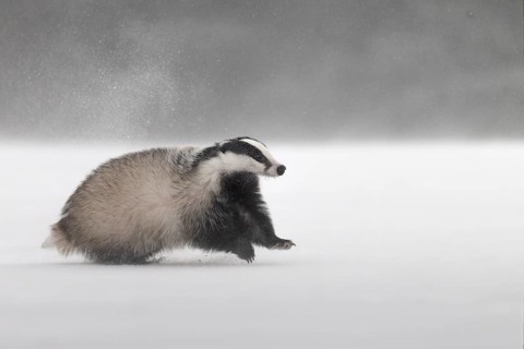 Badger in the snow, Wittlich, Rhineland-Palatinate, Germany, Europe