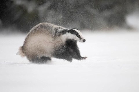Badger in the snow, Wittlich, Rhineland-Palatinate, Germany, Europe