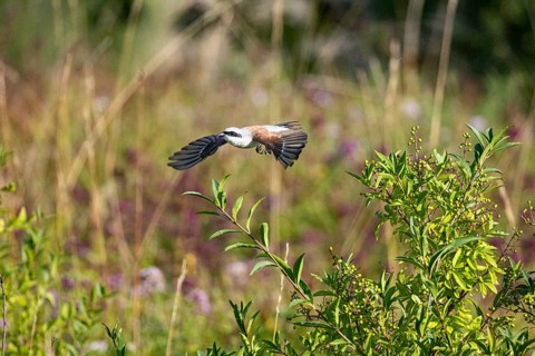 Red-backed shrike (Lanius collurio) ml Germany