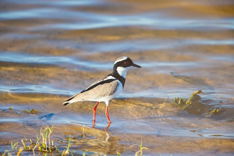 Cayenne plover (Vanellus cayanus) Pantanal Brazil