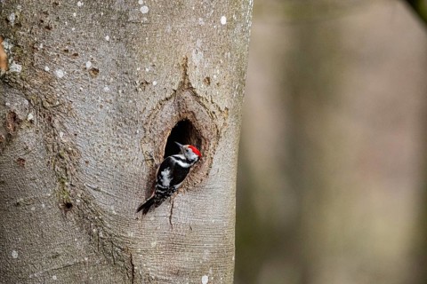 Middle spotted woodpecker (Dendrocopus medius) Germany