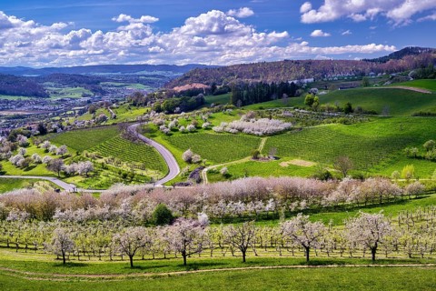 Cherry trees in bloom in a hilly landscape, Sissach, Canton Basel-Landschaft, Switzerland, Europe