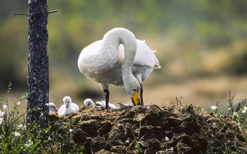 Whooper swan. cygnus cygnus. whooper swan standing on the nest with new born cygnets close by