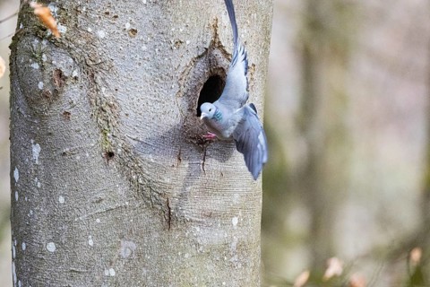 Stock Dove (Columba oenas) at Black Woodpecker Cave Germany