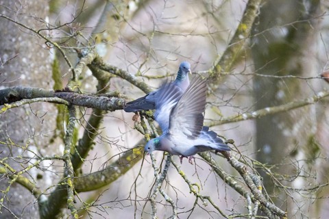 Stock Dove (Columba oenas) Germany
