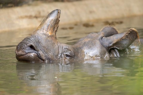 Square-lipped rhinoceros (Ceratotherium simum) swimming in the water, captive, Bavaria, Germany,