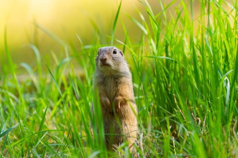 European ground squirrel (Spermophilus citellus) on a meadwo, Bavaria, Germany, Europe