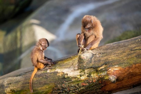 Gelada (Theropithecus gelada) mother with her youngster sitting on a tree trunk, captive, Germany,
