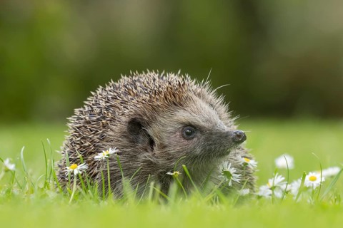European hedgehog (Erinaceus europaeus) adult animal on a garden grass lawn with flowering daisy