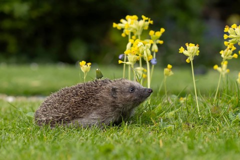 European hedgehog (Erinaceus europaeus) adult animal on an urban garden grass lawn in the spring