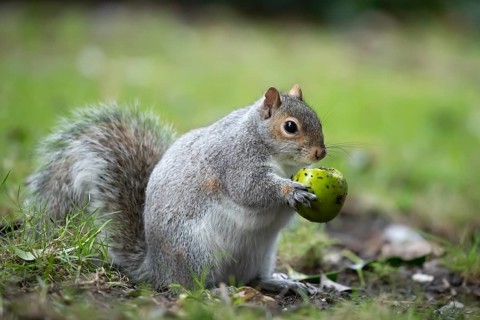 Grey squirrel (Sciurus carolinensis) adult animal feeding on a Walnut tree nut in the winter,