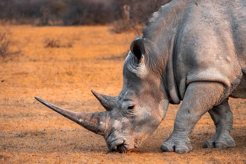 Southern white rhinoceros (Ceratotherium simum simum), grazing, animal portrait, in the evening
