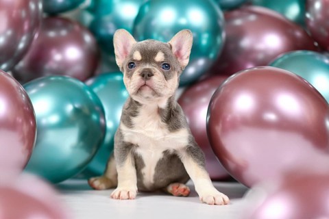 Cute 6 weeks young healthy tan French Bulldog dog puppy with husky markings and colorful balloons