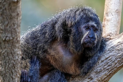 Monk monkey (Pithecia monachus), sitting on a branch, captive, Baden-Württemberg, Germany, Europe