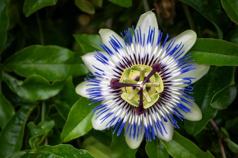 Top view of an exotic, blue-violet passion flower (Passiflora), Royal Botanic Gardens (Kew