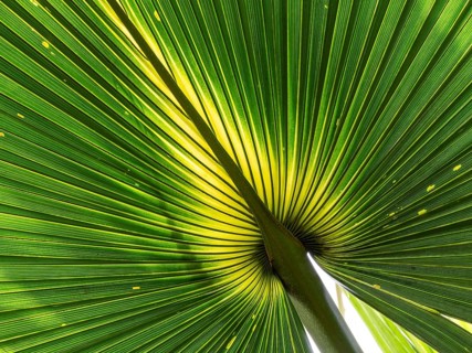 Close-up of a palm leaf, Royal Botanic Gardens (Kew Gardens), UNESCO World Heritage Site, Kew,